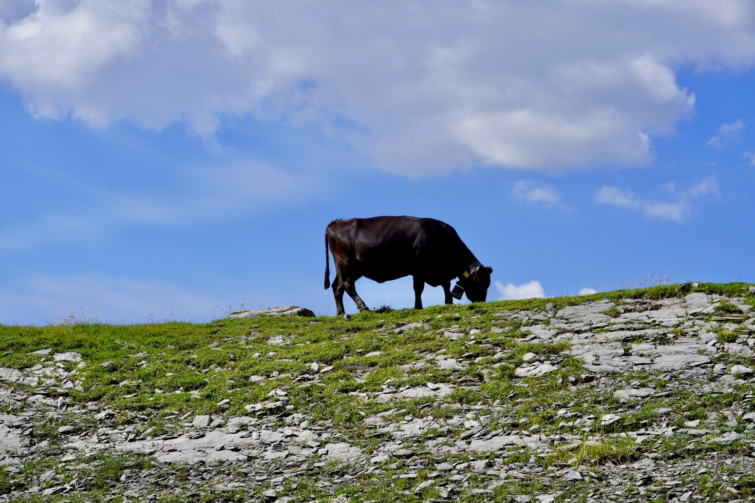 Los secretos de la tradición láctea gallega